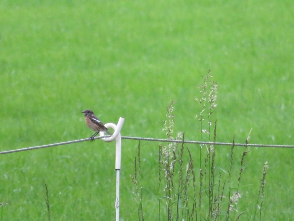 Welke vogel is dit?